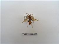 藏品(叉胸異腹胡蜂)的圖片